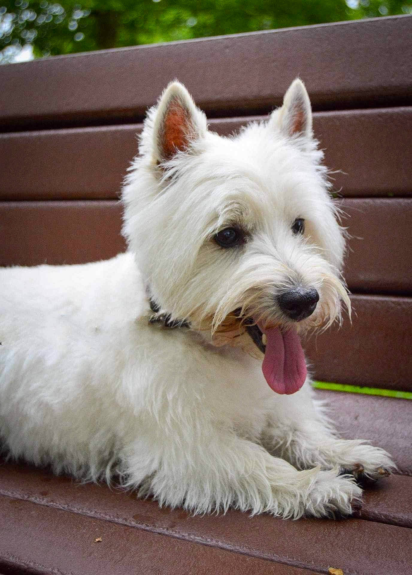 Marley joined the competition — help win amazing prizes! biewer_terrier, canidae, carnivore, collar, companion_dog, dog, dog_breed, dog_collar, dog_supply, non_sporting_group, small_terrier, snout, sporting_group, terrier, toy_dog, working_animal