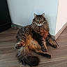 animal, brown_fur, cat, ears, fluffy, front_view, green_eyes, home, indoor, long_hair, majestic, pet, photography, portrait, relaxed, sitting, tabby, tail, whiskers, wood_floor