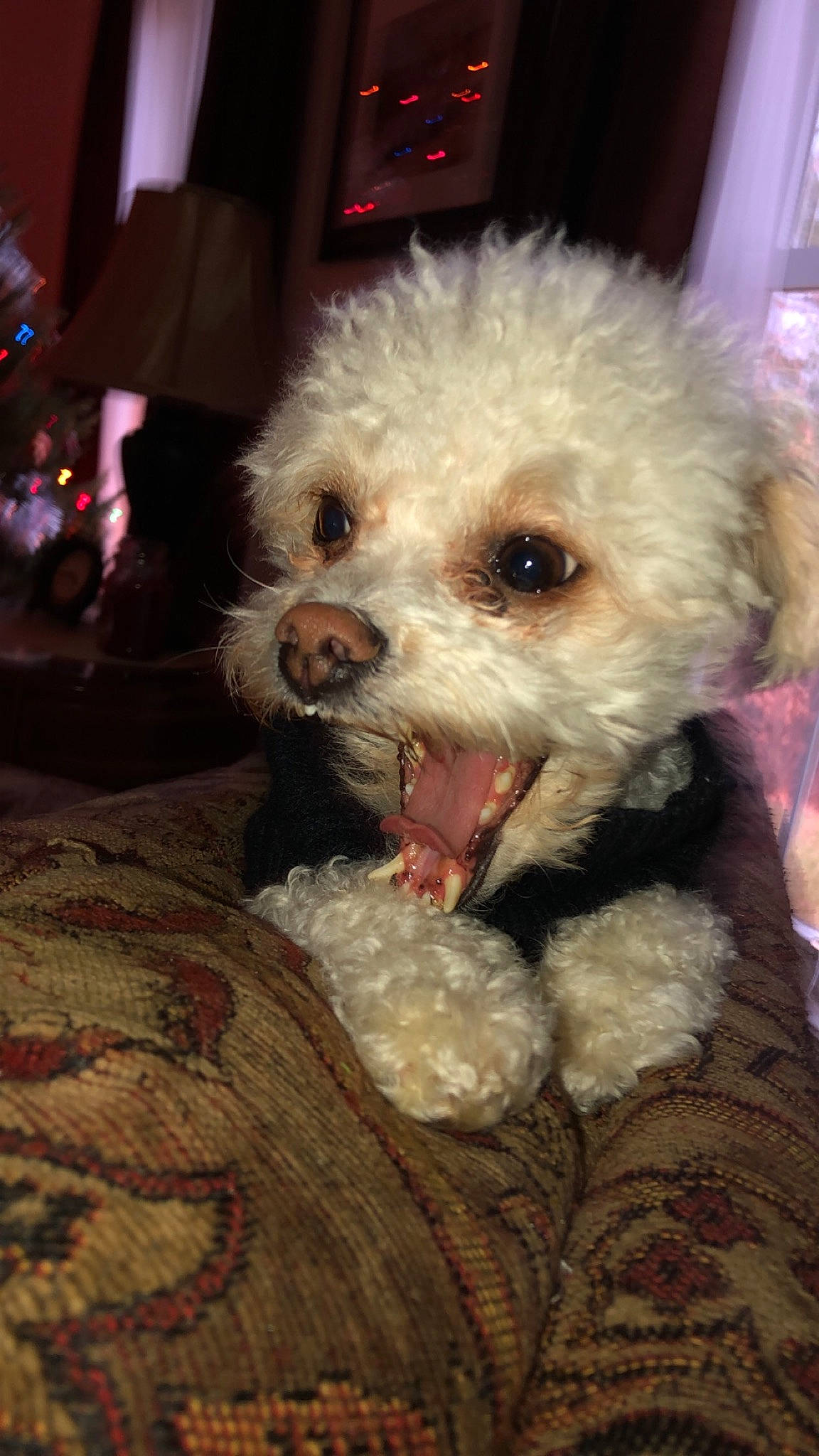 Riley joined the competition — help win amazing prizes! bichon, bichon_frise, bolognese, bolonka, canidae, carnivore, companion_dog, dog, dog_breed, maltepoo, maltese, mammal, miniature_poodle, poodle_crossbreed, puppy, schnoodle, shih_poo, snout, toy_poodle, vertebrate