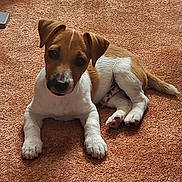 Snoopy a rejoint le concours — aidez-le/la à gagner de superbes lots ! puppy, dog, brown, white, carpet, lying_down, pet, indoor, ears, paws, curious, young, fur, cute, animal, mammal, looking, small, companion, domestic