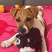 Snoopy participe au concours pour gagner de l'argent avec cette photo : animal, brown_and_white, cozy, cute, dog, domestic, ears, face, fur, indoor, lying_down, paws, pet, pink_blanket, playful, puppy, resting, stuffed_animal, toy, young