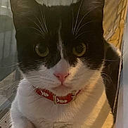 Kat is registered to the contest to win money with this photo: animal, black_and_white, cat, closeup, collar, curious, domestic_animal, feline, fishbone_pattern, fur, indoor, paws, pet, pink_nose, portrait, relaxing, sunset, whiskers, window, windowsill