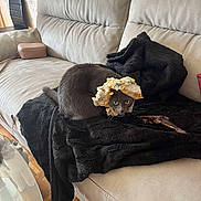 Mimine a rejoint le concours — aidez-le/la à gagner de superbes lots ! cat, grey_cat, white_cat, couch, black_blanket, indoor, pet, animal, curious, hat, makeshift_hat, paper, furniture, floor, wood_floor, table, glass_table, living_room, cozy, home