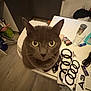 cat, gray_cat, pet, animal, table, kitchen, clutter, glass, keys, floor, cabinet, household, indoor, curious, feline, looking_up, closeup, domestic, wooden_floor, objects