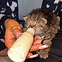 kitten, bottle, feeding, milk, hand, nails, manicure, person, robe, heart_pattern, furry, cute, small, young, animal, indoor, closeup, comfort, care, resting