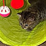 kitten, cat, play_tunnel, toy, red_ball, white_ball, curious, fluffy, pet, indoor, crouching, fur, whiskers, eyes, floor, domestic_animal, cute, small, young, playful