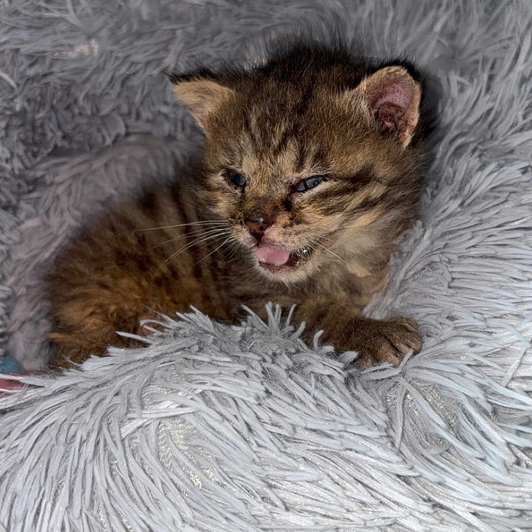 Benjiman joined the competition — help win amazing prizes! animal, bed, cat, cozy, cute, feline, fluffy, fur, furry, indoor, kitten, mammal, paw, pet, resting, sleepy, small, tabby, whiskers, young