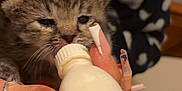 Benjiman is registered to the contest to win money with this photo: kitten, bottle_feeding, hand, nails, long_nails, animal_care, heart_pattern, clothing, milk_bottle, young_animal, domestic_cat, cute, tiny, nurturing, indoor, person, feeding, close_up, fingers, soft_lighting