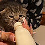 kitten, bottle_feeding, hand, nails, long_nails, animal_care, heart_pattern, clothing, milk_bottle, young_animal, domestic_cat, cute, tiny, nurturing, indoor, person, feeding, close_up, fingers, soft_lighting