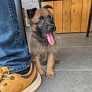Bonnie participe au concours pour gagner de l'argent avec cette photo : puppy, dog, canine, sitting, tongue_out, happy, cute, portrait, fur, black_and_tan, floppy_ears, paw, hiking_boot, shoe, jeans, wooden_wall, tile_floor, outdoor, close_up, animal_photography