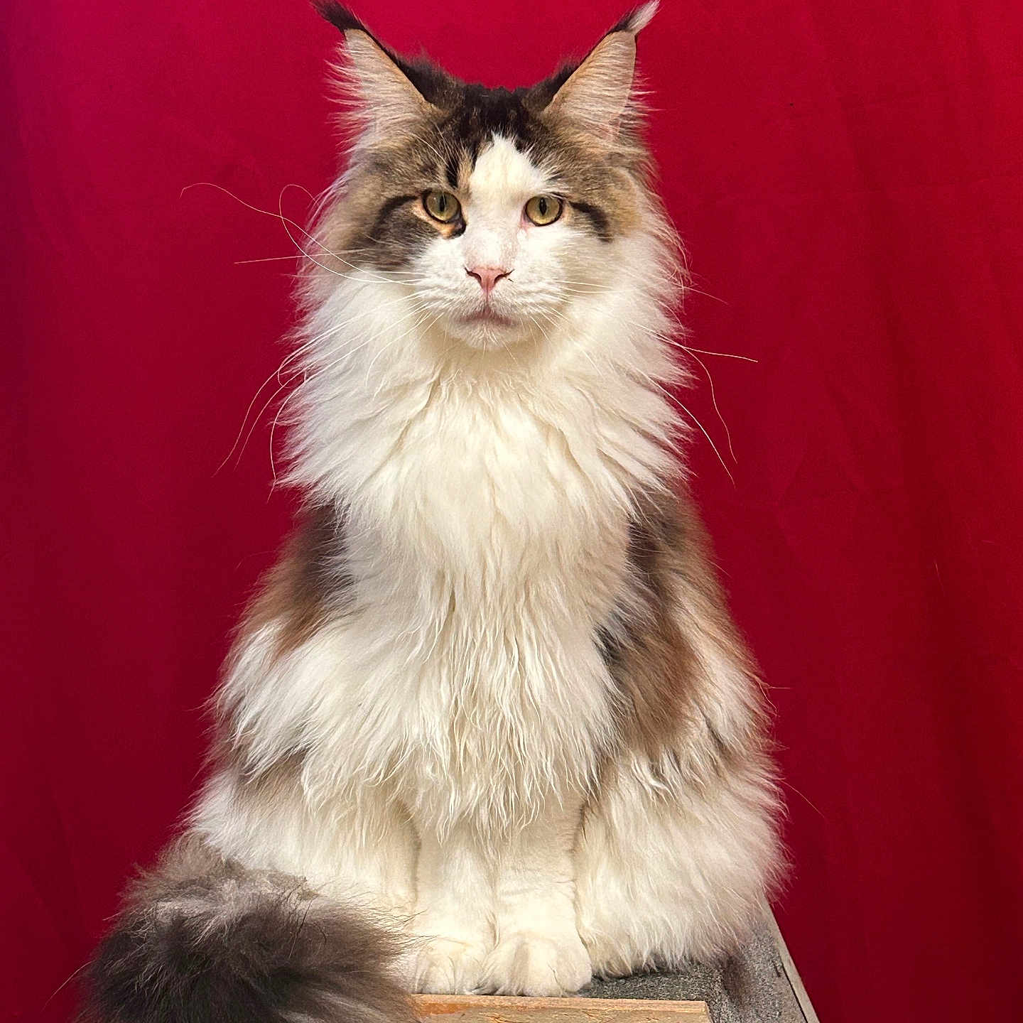 Ivar participe au concours pour gagner de l'argent avec cette photo : animal, cat, cute, ears, eyes, face, feline, fluffy, fur, indoor, ladder, long_hair, majestic, pet, portrait, red_background, sitting, tail, whiskers, wood
