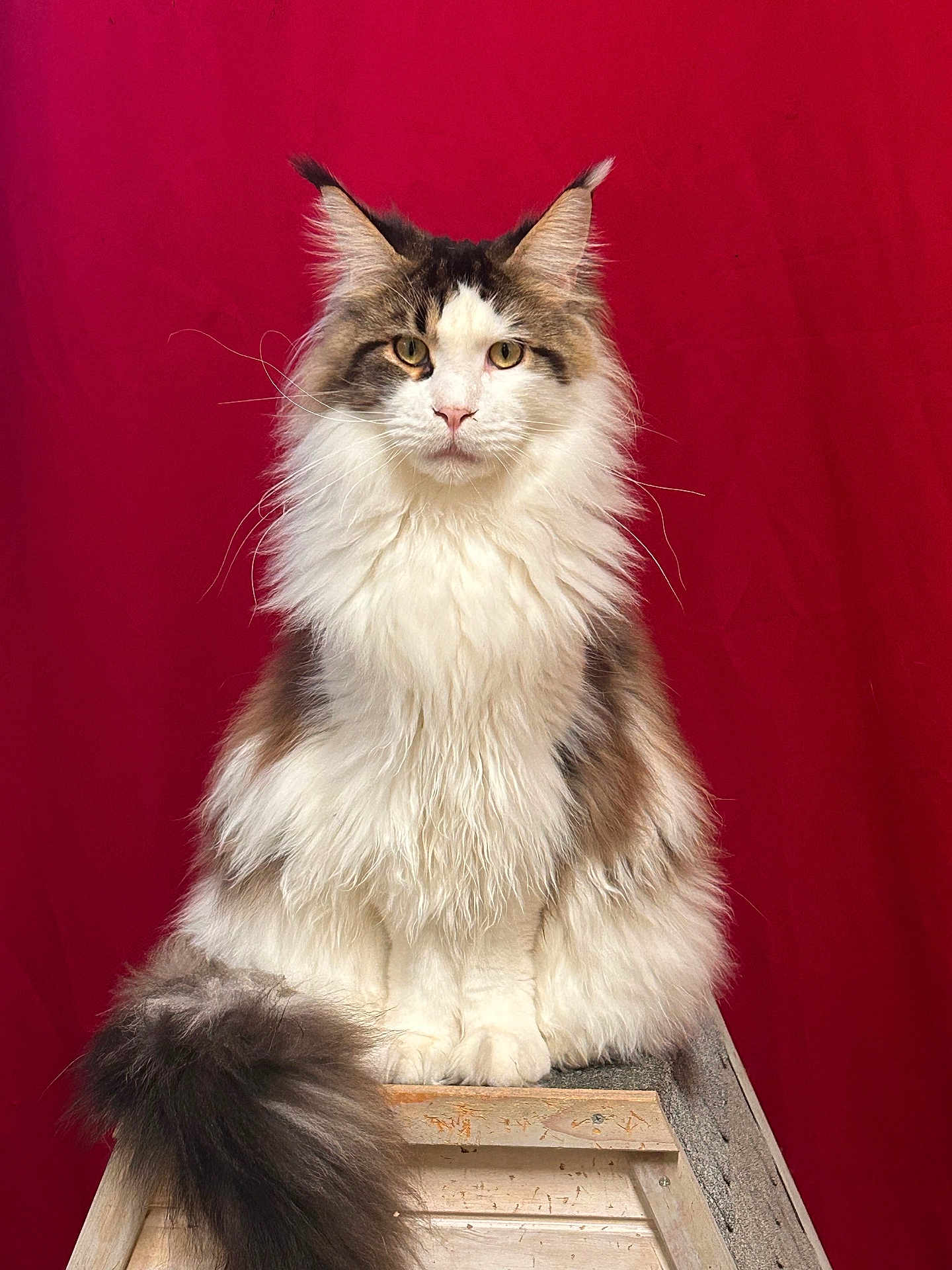 Ivar participe au concours pour gagner de l'argent avec cette photo : cat, fluffy, long_hair, sitting, tail, ears, whiskers, ladder, wood, red_background, pet, feline, portrait, indoor, animal, cute, fur, face, eyes, majestic