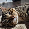 animal, carpet, cat, closeup, cozy, cute, domestic, ears, floor, fur, home, indoor, lying_down, mammal, pet, relaxed, resting, sleepy, tabby, whiskers