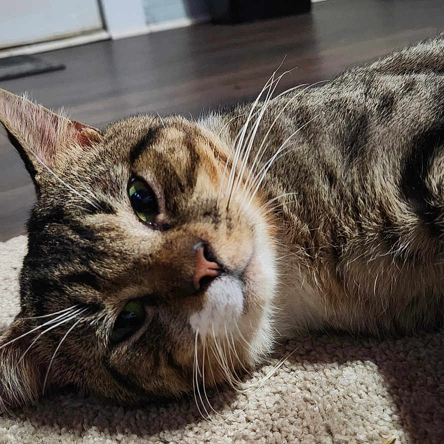 Niko