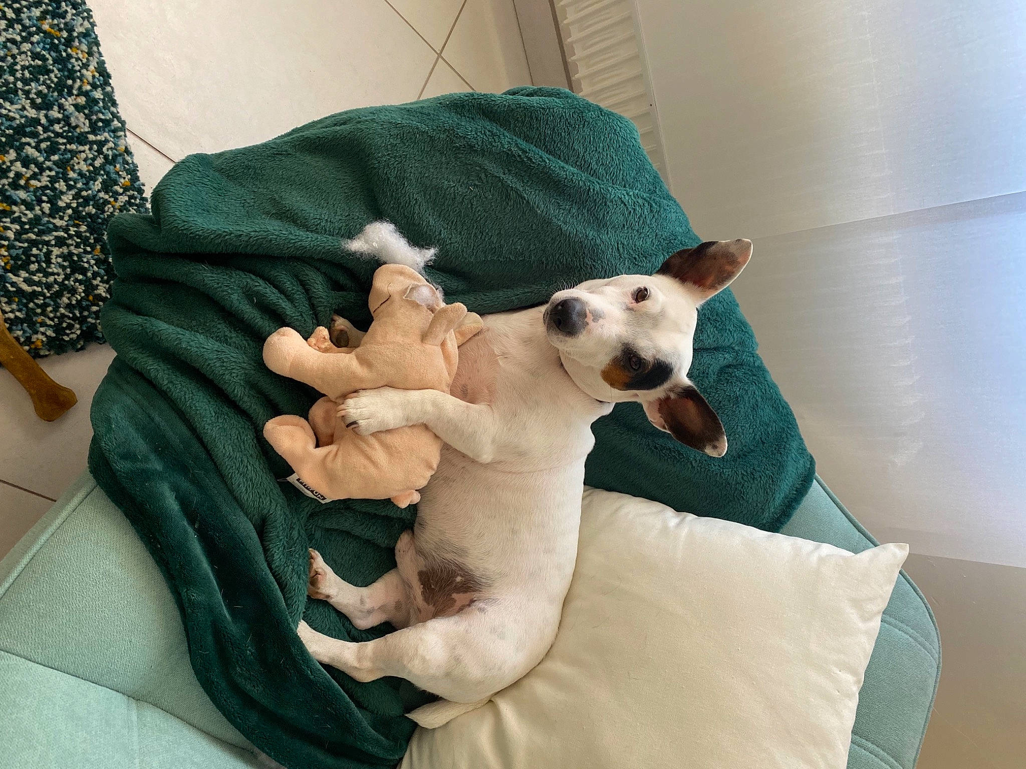 Watson a rejoint le concours — aidez-le/la à gagner de superbes lots ! carnivore, chihuahua, comfort, companion_dog, couch, dog, dog_breed, dog_supply, fawn, felidae, fur, linens, paw, pillow, small_to_medium_sized_cats, snout, sporting_group, tail, toy_dog, whiskers