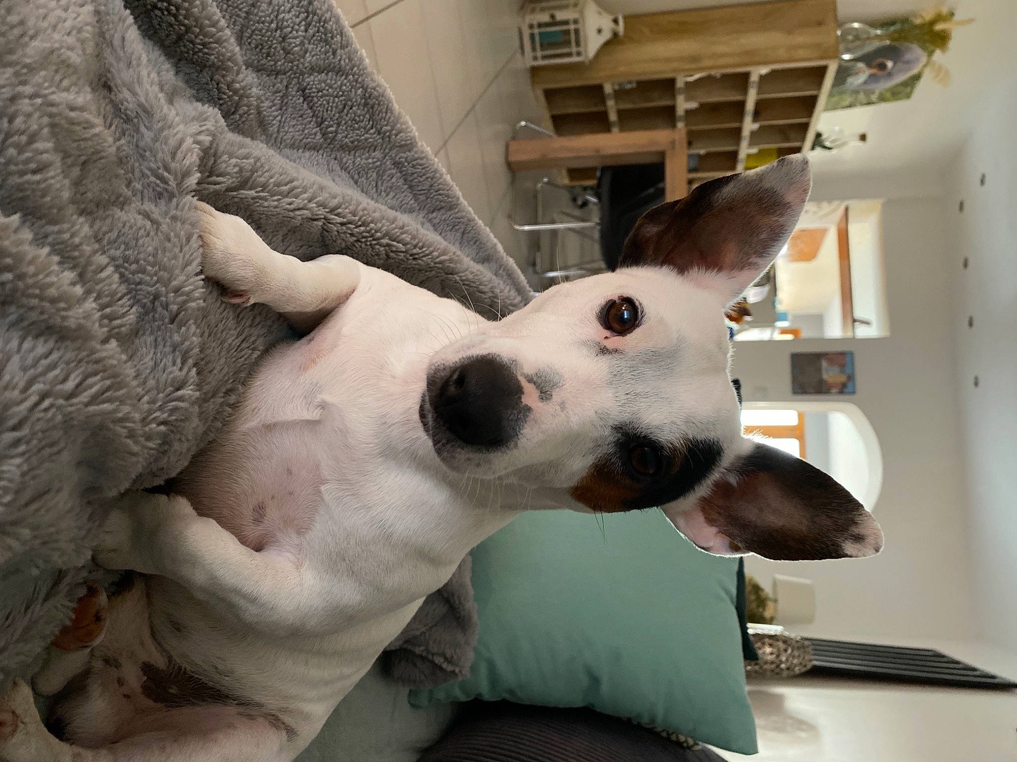 Watson participe au concours pour gagner de l'argent avec cette photo : canidae, carnivore, collar, comfort, companion_dog, dog, dog_breed, dog_collar, ear, fawn, fur, guard_dog, jaw, non_sporting_group, pattern, snout, sporting_group, terrestrial_animal, whiskers, working_animal