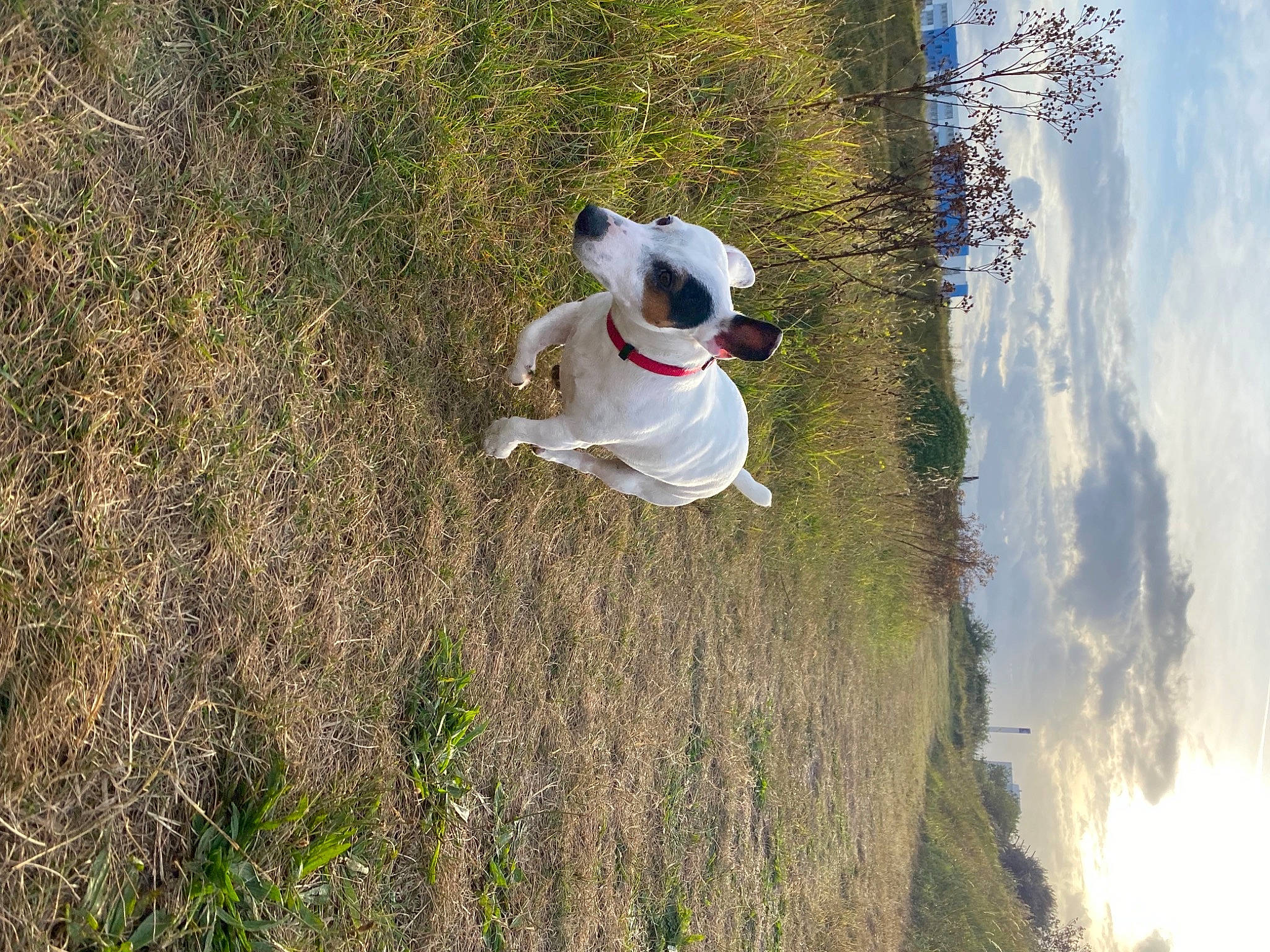Watson participe au concours pour gagner de l'argent avec cette photo : adventure, canidae, carnivore, cloud, companion_dog, dog, dog_breed, fawn, grass, grassland, happy, hat, plant, recreation, sky, snout, soil, sporting_group, toy, tree