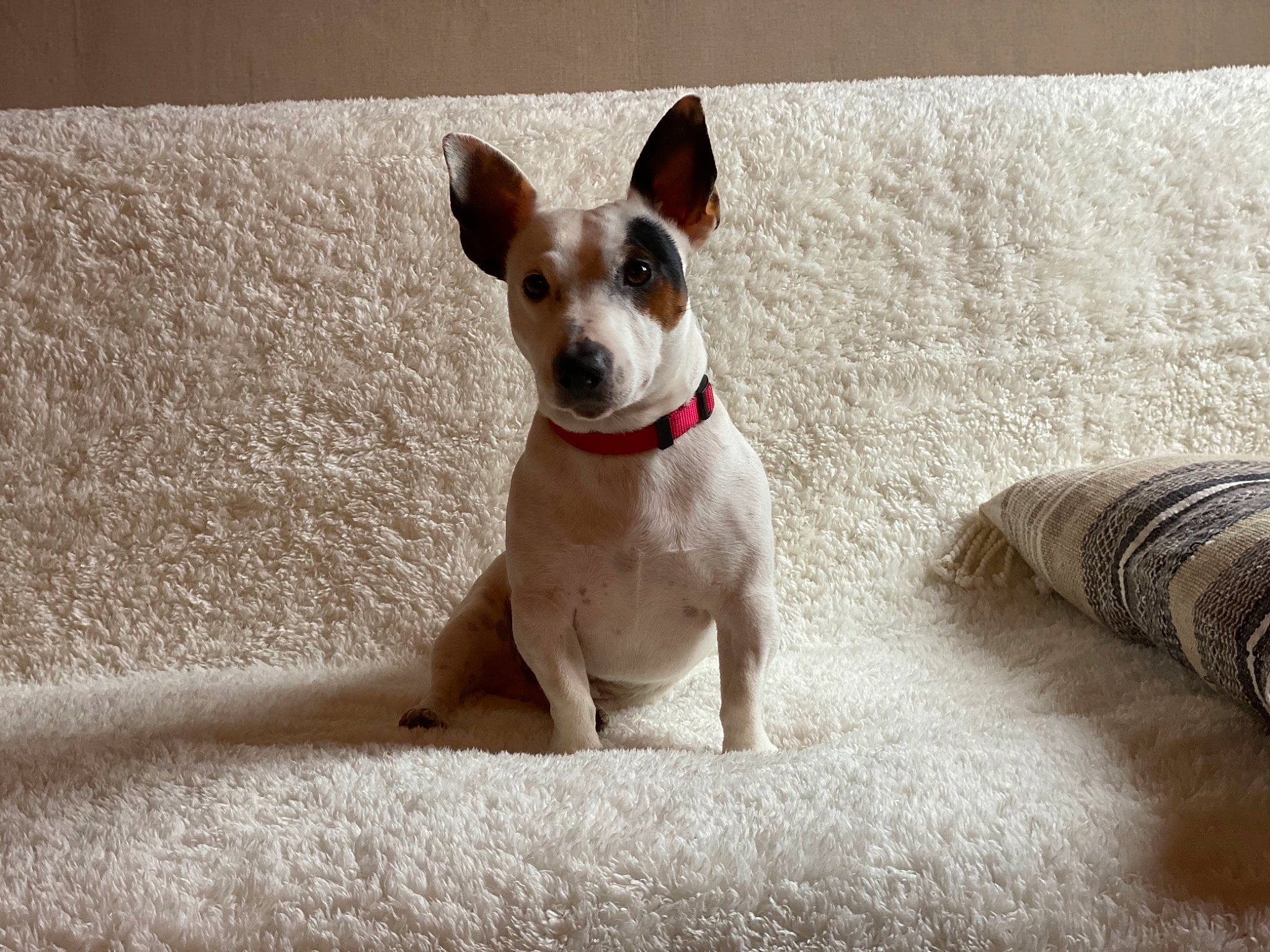 Watson a rejoint le concours — aidez-le/la à gagner de superbes lots ! canidae, carnivore, collar, comfort, companion_dog, dog, dog_breed, dog_supply, ear, fawn, fur, paw, snout, sporting_group, tail, terrestrial_animal, terrier, toy_dog, whiskers, working_animal