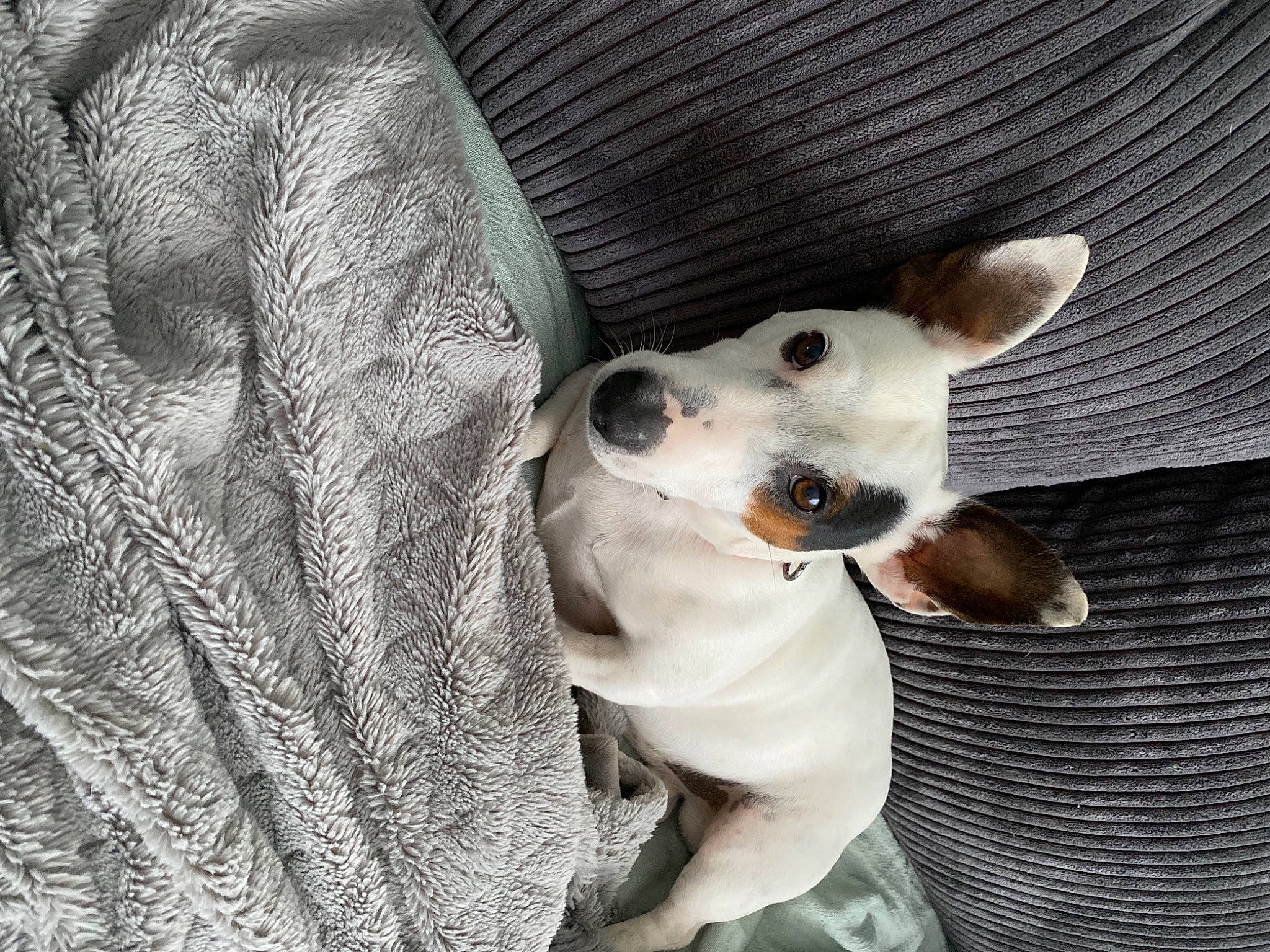 Watson a rejoint le concours — aidez-le/la à gagner de superbes lots ! ancient_dog_breeds, canidae, carnivore, collar, comfort, companion_dog, dog, dog_breed, dog_collar, ear, fur, grey, monochrome_photography, paw, puppy_love, snout, tail, terrestrial_animal, whiskers, working_animal