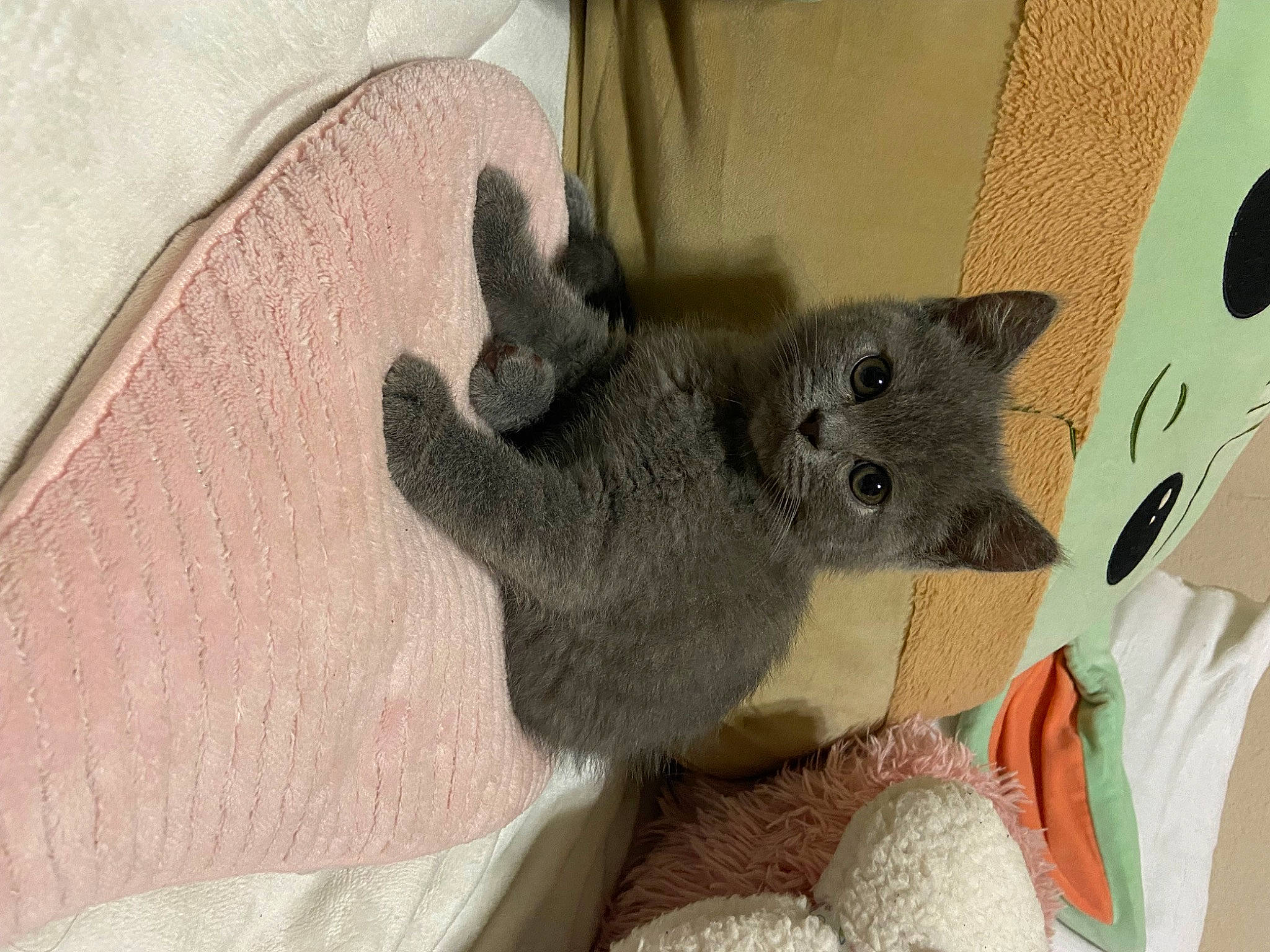 Teddy is registered to the contest to win money with this photo: carnivore, cat, cat_supply, chartreux, claw, comfort, domestic_short_haired_cat, ear, fawn, felidae, fur, grey, paw, small_to_medium_sized_cats, tail, whiskers, wood