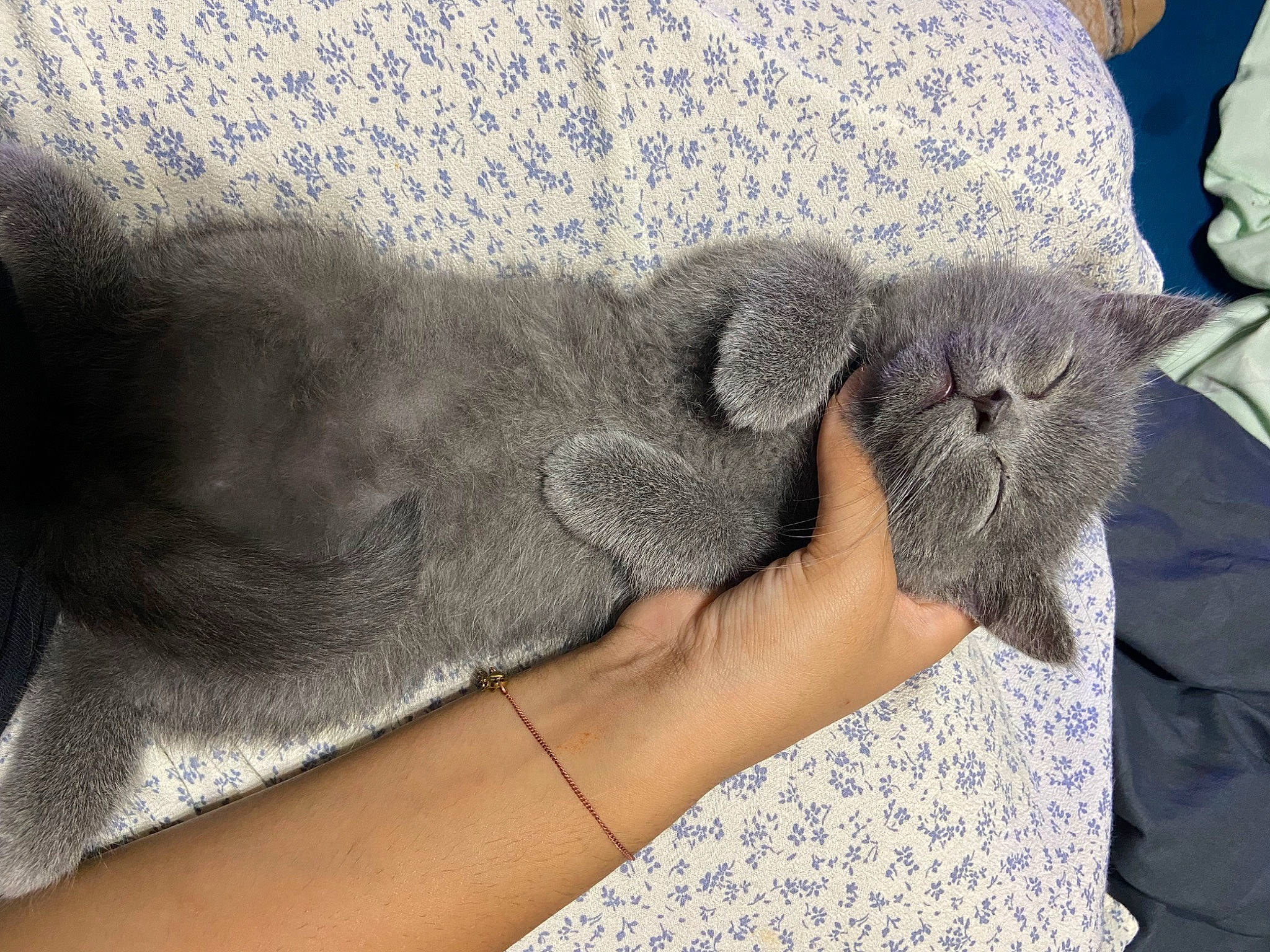 Teddy joined the competition — help win amazing prizes! carnivore, cat, claw, comfort, domestic_short_haired_cat, fawn, felidae, foot, fur, gesture, grey, human_leg, nail, nap, paw, plant, small_to_medium_sized_cats, whiskers, wool, wrinkle