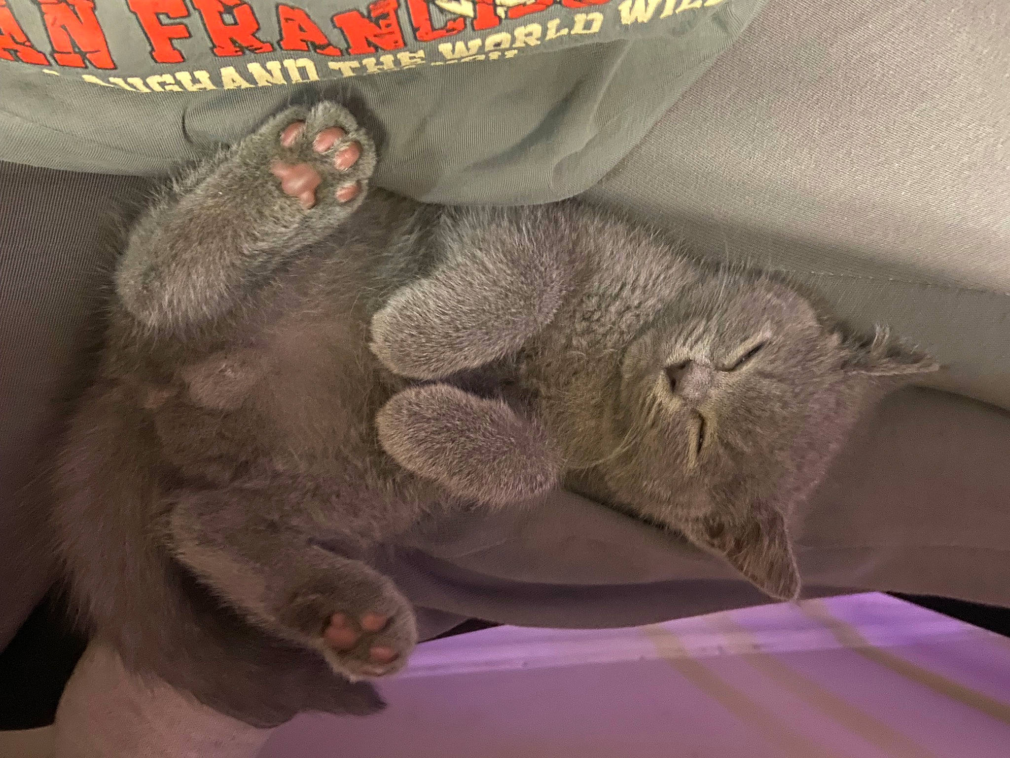 Teddy joined the competition — help win amazing prizes! cat, claw, comfort, domestic_short_haired_cat, felidae, foot, fur, marsupial, paw, photo_caption, plant, small_to_medium_sized_cats, snout, tail, terrestrial_animal, whiskers, wildlife