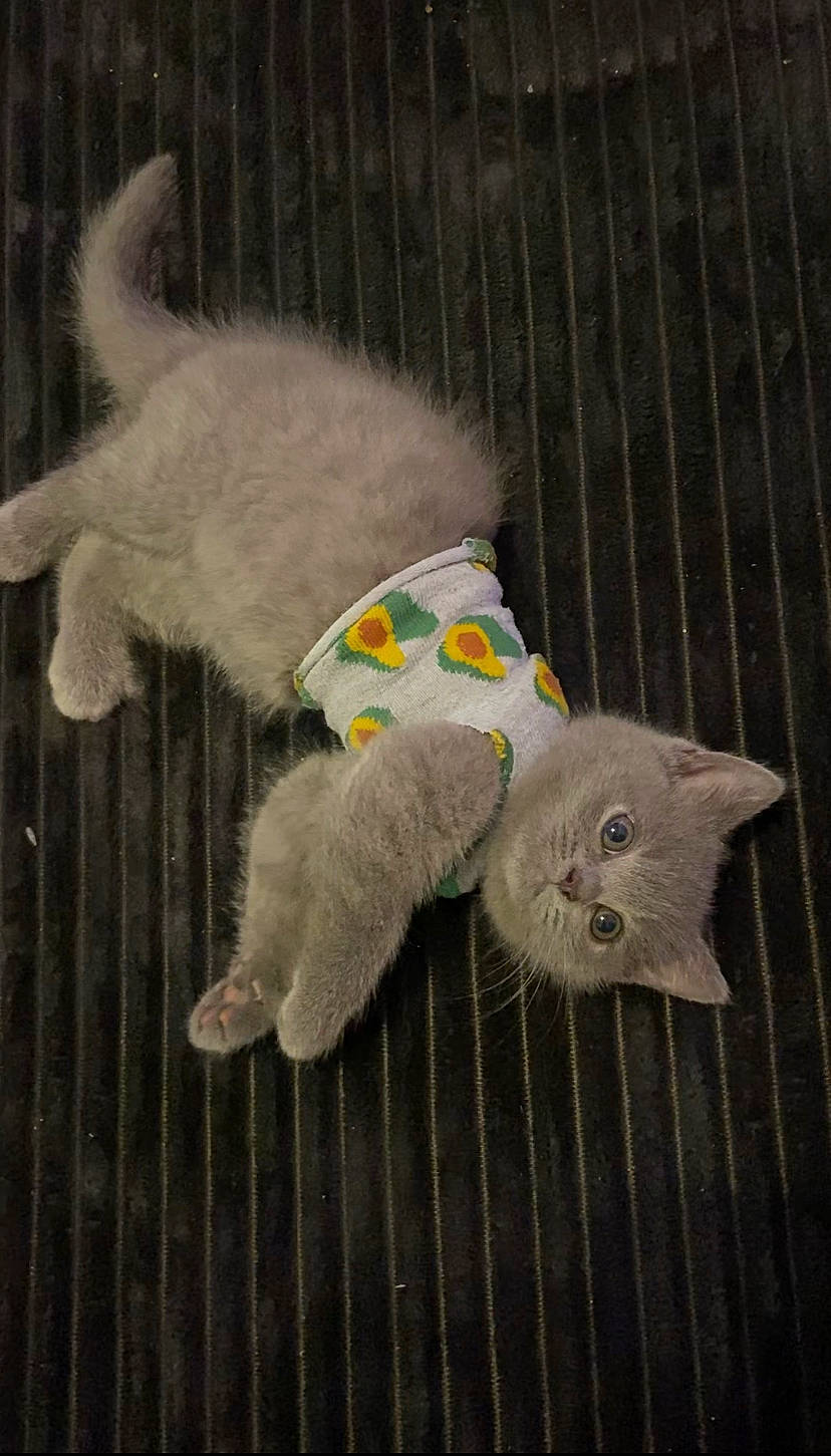 Teddy is registered to the contest to win money with this photo: baby_products, cat, cat_toy, claw, domestic_short_haired_cat, fawn, felidae, foot, fur, glove, insect, mouse, paw, small_to_medium_sized_cats, snout, stuffed_toy, tail, whiskers, wool, woolen