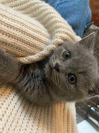 Teddy joined the competition — help win amazing prizes! carnivore, cat, chartreux, claw, comfort, domestic_short_haired_cat, eye, fawn, felidae, fur, grey, paw, russian_blue, scottish_fold, small_to_medium_sized_cats, snout, tail, terrestrial_animal, whiskers, wool