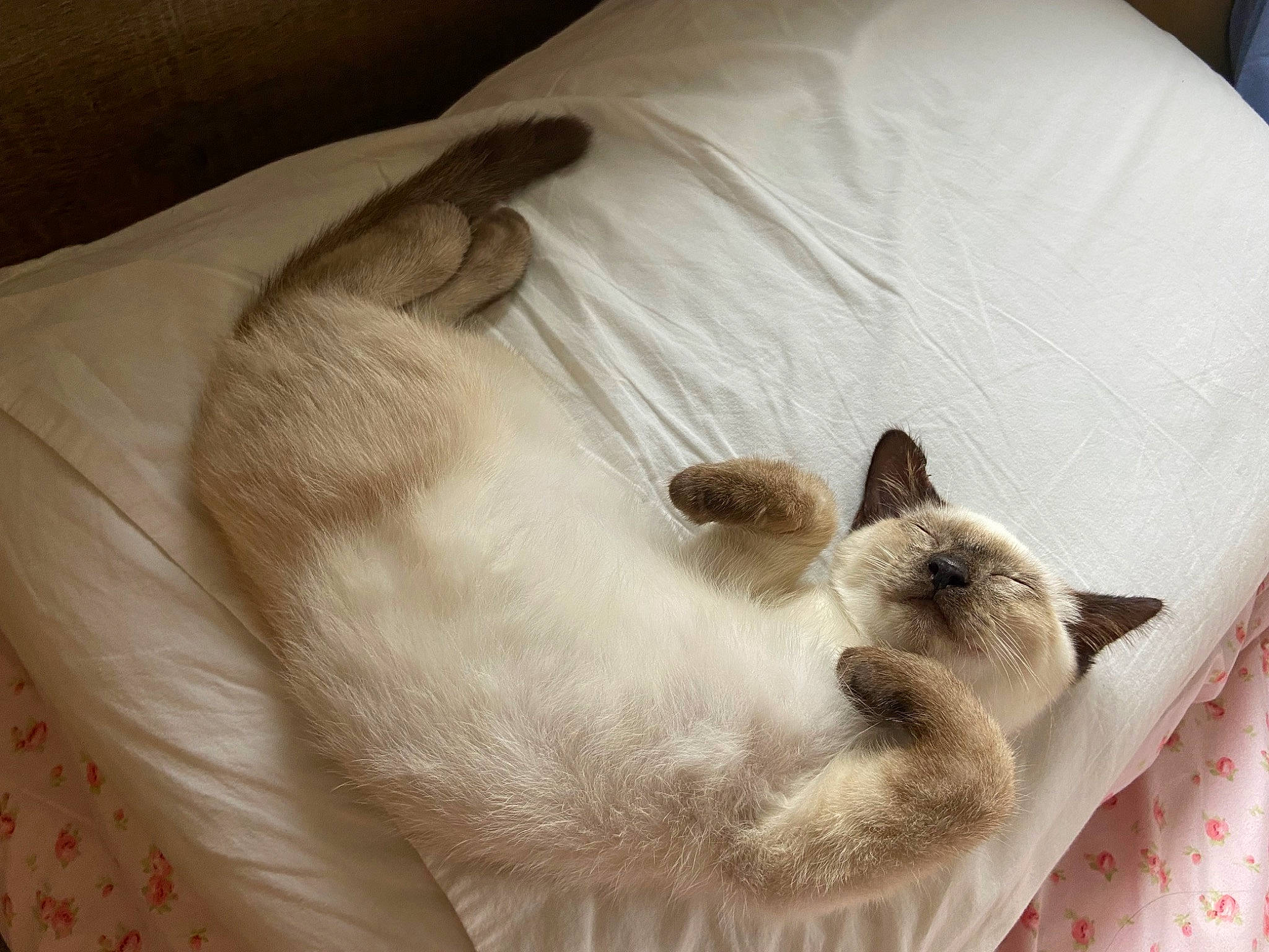 Nunu joined the competition — help win amazing prizes! balinese, birman, carnivore, cat, cat_supply, comfort, domestic_short_haired_cat, fawn, felidae, fur, linens, nap, paw, pet_supply, siamese, small_to_medium_sized_cats, snout, tail, terrestrial_animal, whiskers