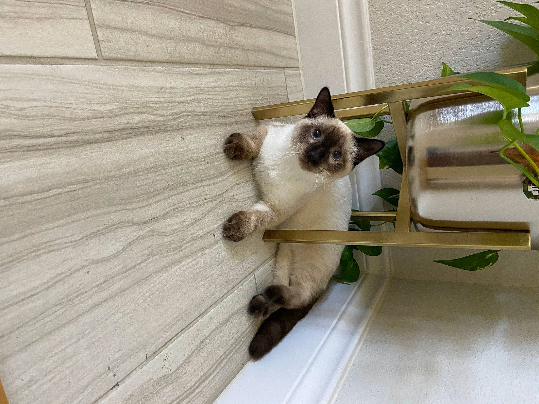 Nunu is registered to the contest to win money with this photo: balinese, carnivore, cat, fawn, felidae, floor, flooring, fur, hardwood, houseplant, plank, plant, plywood, siamese, small_to_medium_sized_cats, tail, thai, whiskers, wood, wood_stain