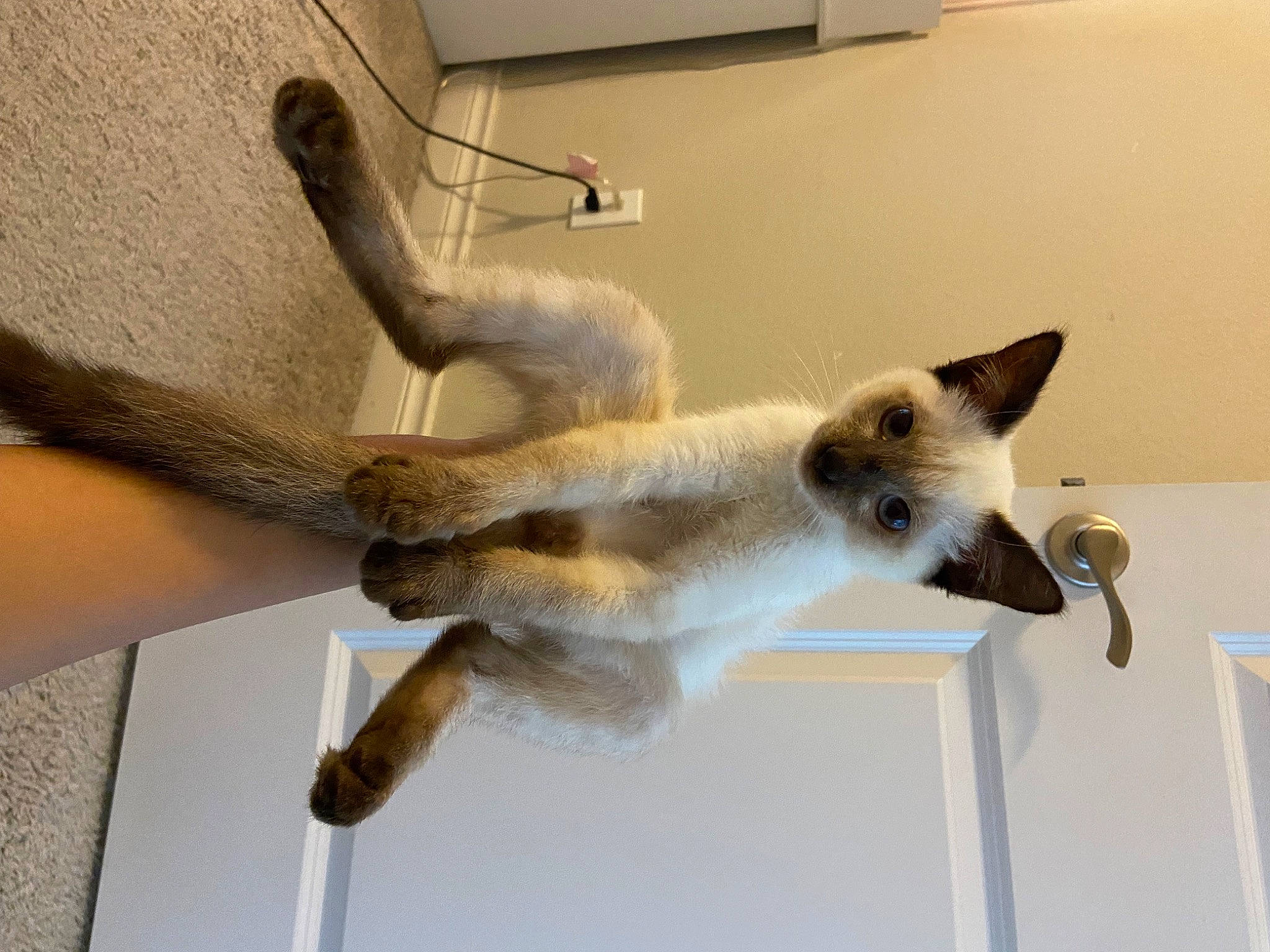 Nunu joined the competition — help win amazing prizes! balance, carnivore, cat, domestic_short_haired_cat, fawn, felidae, fur, room, siamese, small_to_medium_sized_cats, tail, whiskers, wood