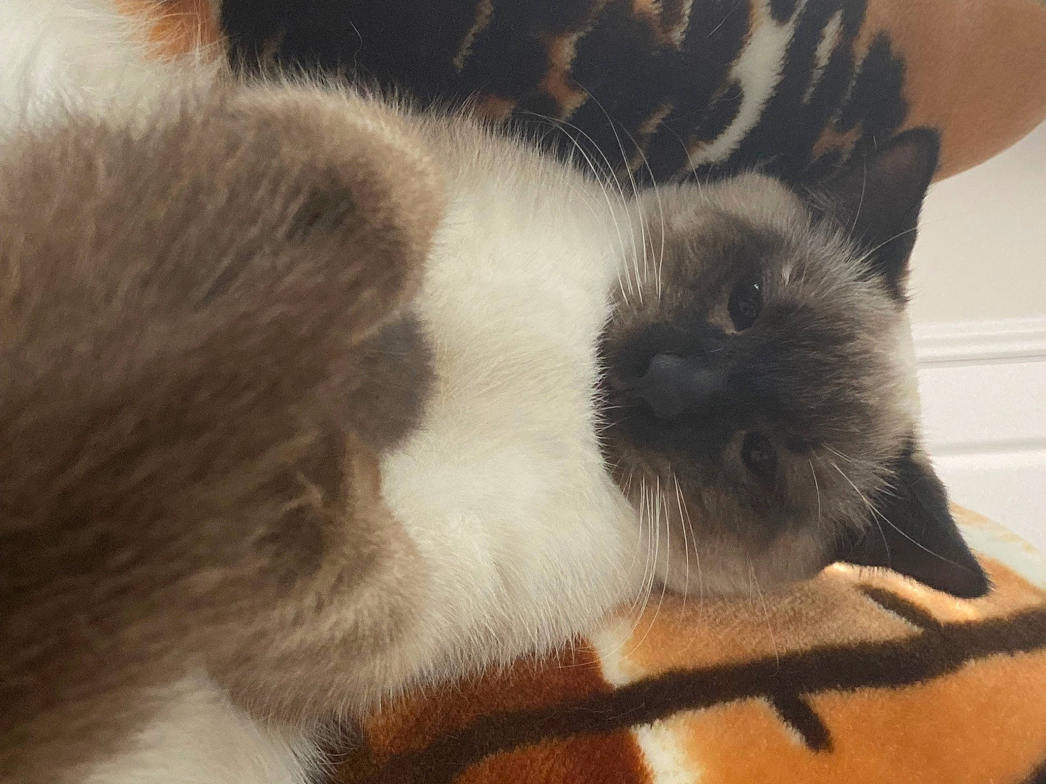 Nunu joined the competition — help win amazing prizes! carnivore, cat, close_up, comfort, domestic_short_haired_cat, fawn, felidae, flooring, fur, nap, paw, siamese, sky, sleep, small_to_medium_sized_cats, snout, tail, terrestrial_animal, whiskers, wood