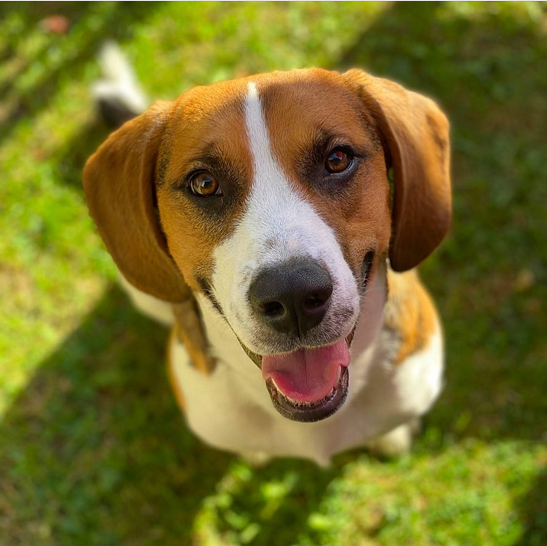 Rocky participe au concours pour gagner de l'argent avec cette photo : ancient_dog_breeds, canidae, carnivore, collar, companion_dog, dog, dog_breed, fawn, grass, hound, hunting_dog, liver, plant, scent_hound, snout, sporting_group, whiskers, working_dog