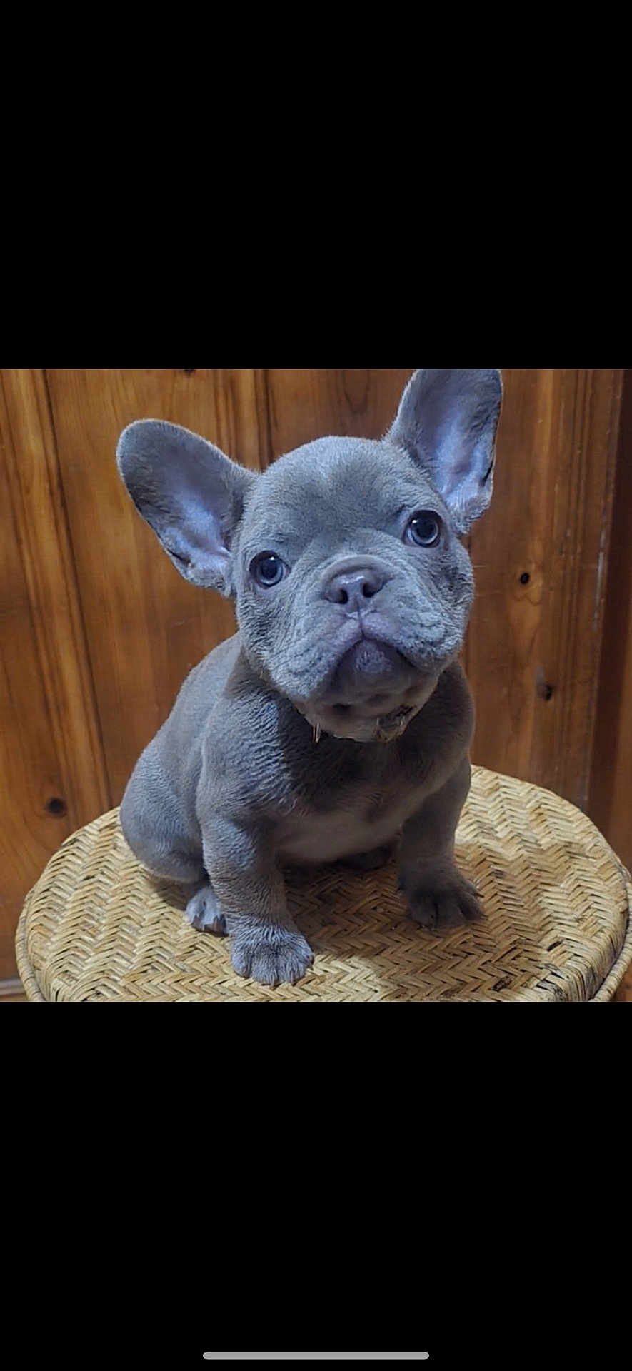 Hershee Kisses joined the competition — help win amazing prizes! puppy, french_bulldog, dog, pet, animal, cute, sitting, ears, wicker_stool, wooden_background, indoor, portrait, looking_up, adorable, small, fur, mammal, companion, domestic_animal, young