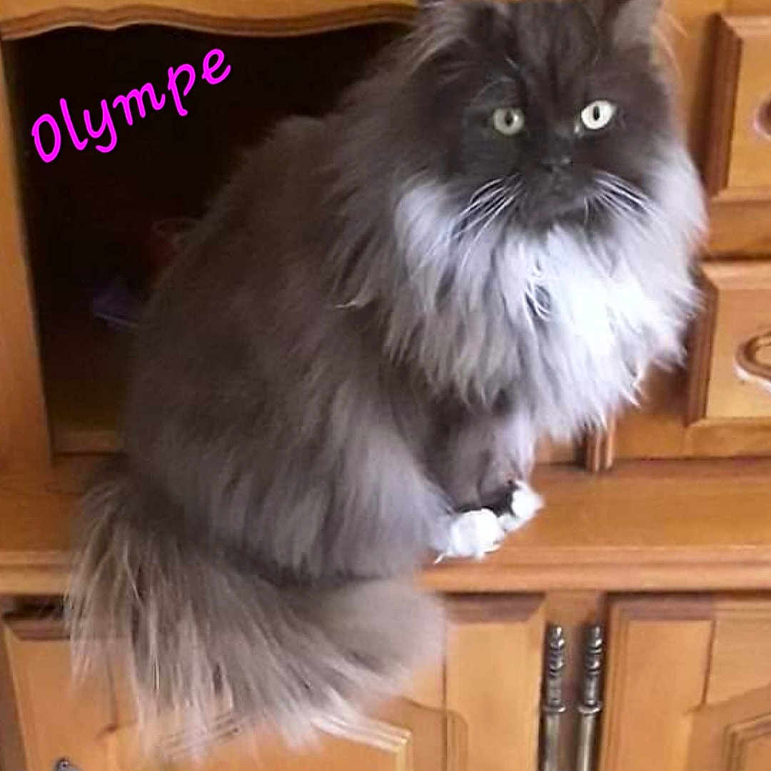 Olympe