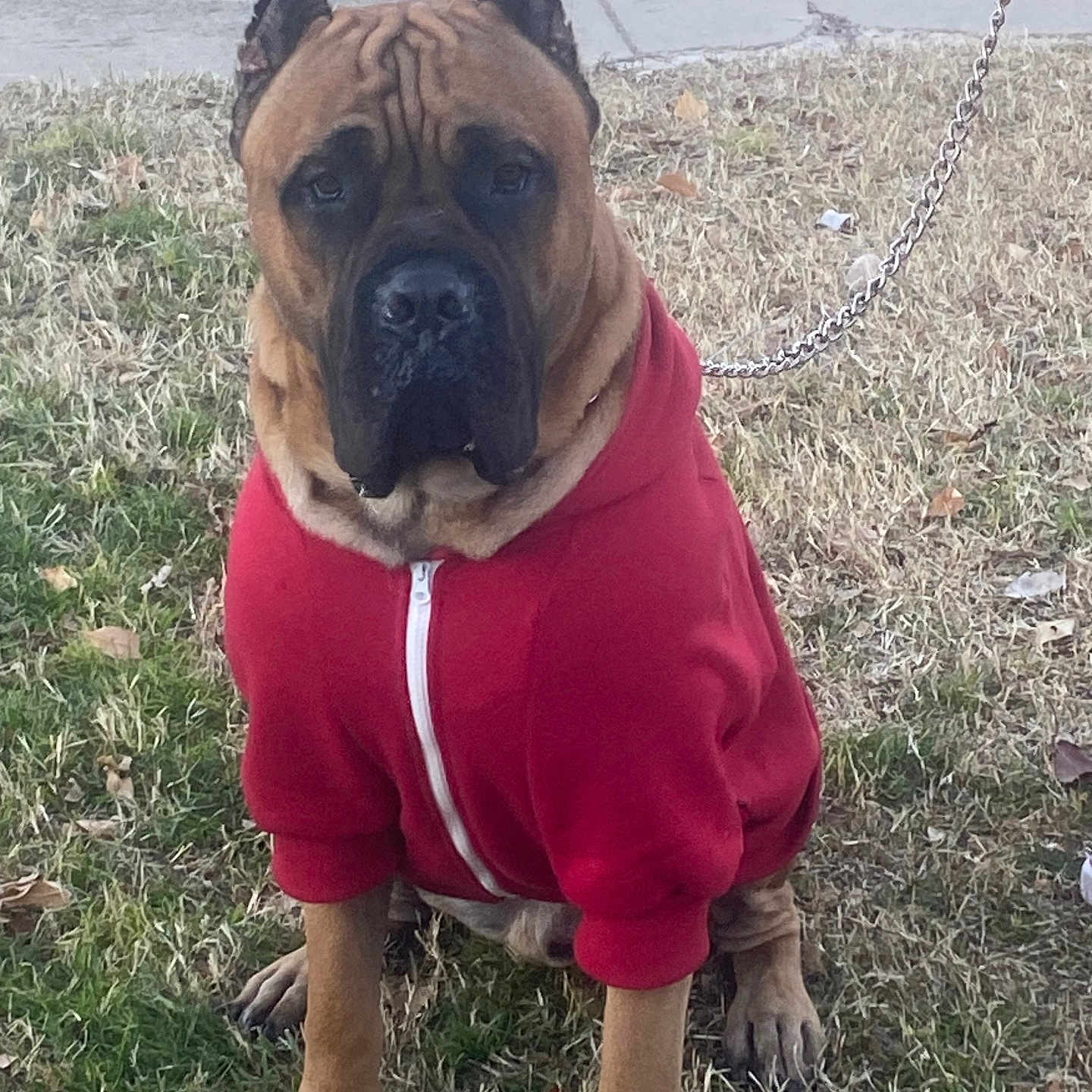 Coupe joined the competition — help win amazing prizes! animal, brown_dog, canine, casual, cute, dog, domestic_animal, folded_ears, fur, grass, hoodie, leash, obedient, outdoor, pet, portrait, red_clothing, sidewalk, sitting, young_dog