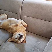 Lasko participe au concours pour gagner de l'argent avec cette photo : dog, canine, pet, animal, upside_down, lying_down, belly_up, relaxed, happy, playful, portrait, sofa, couch, living_room, indoor, wooden_floor, furniture, cream_colored, floppy_ears, sleepy