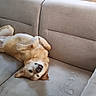 dog, canine, pet, animal, upside_down, lying_down, belly_up, relaxed, happy, playful, portrait, sofa, couch, living_room, indoor, wooden_floor, furniture, cream_colored, floppy_ears, sleepy