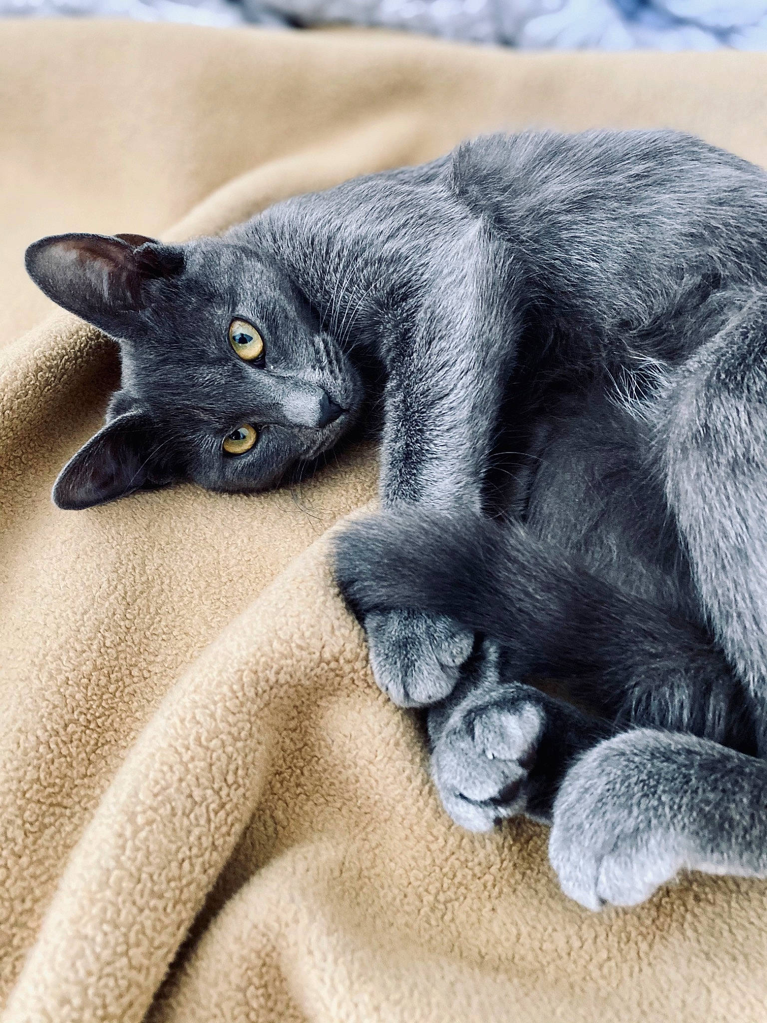 Squeaker is registered to the contest to win money with this photo: black_cat, bombay, carnivore, cat, claw, comfort, domestic_short_haired_cat, electric_blue, felidae, fur, grey, nap, paw, plant, small_to_medium_sized_cats, snout, tail, terrestrial_animal, whiskers, wildlife