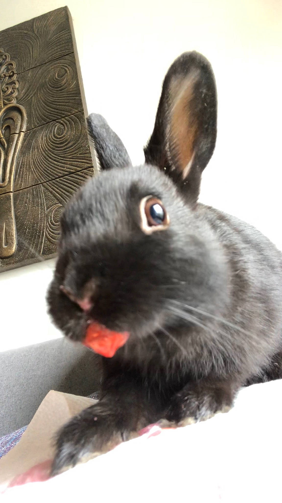 Rhapsody participe au concours pour gagner de l'argent avec cette photo : black, domestic_rabbit, ear, easter_bunny, fur, hare, rabbit, rabbits_and_hares, skin, snout, vertebrate, whiskers, wood_rabbit