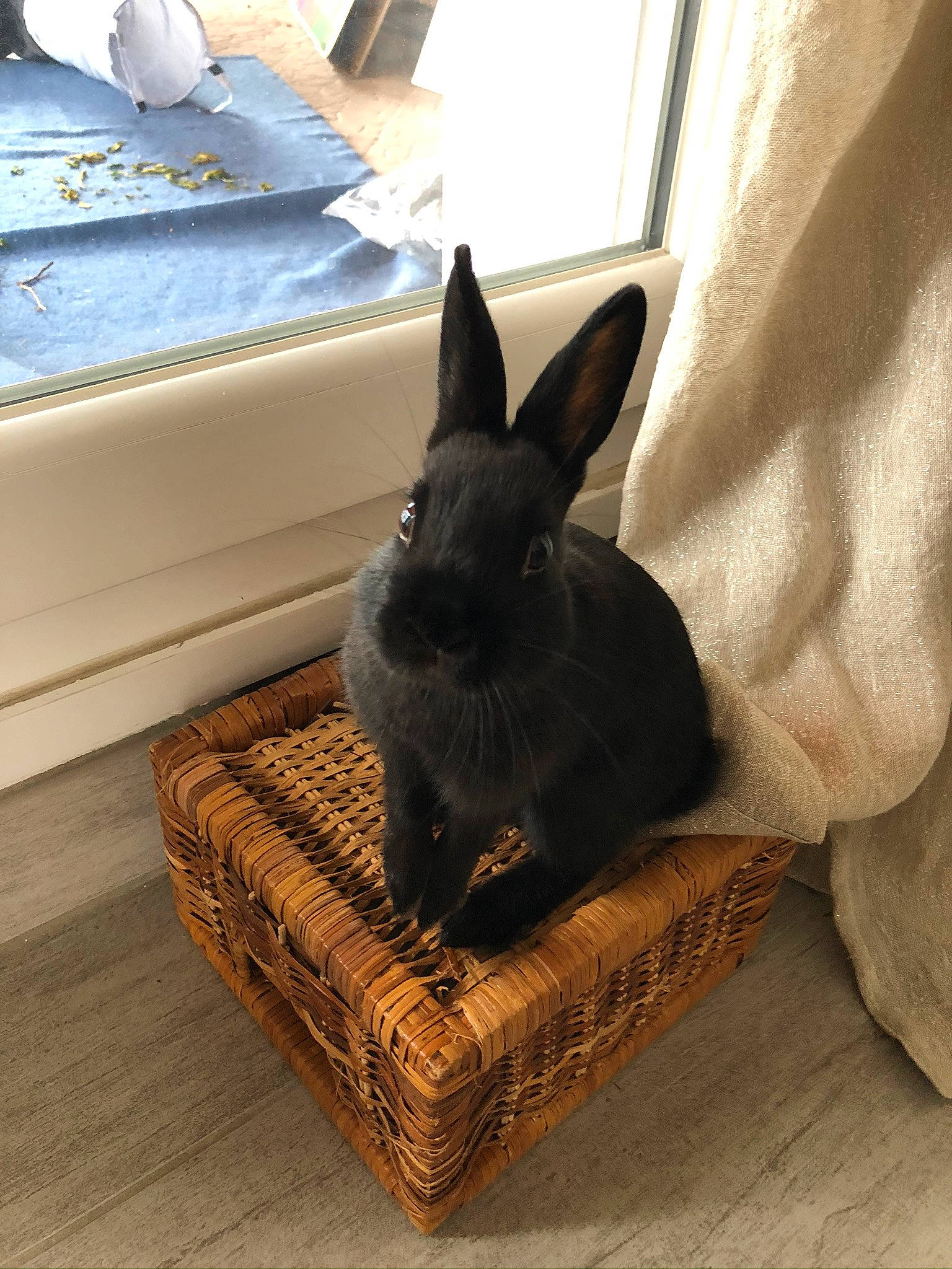 Rhapsody a rejoint le concours — aidez-le/la à gagner de superbes lots ! basket, domestic_rabbit, ear, fawn, fur, hare, rabbit, rabbits_and_hares, table, whiskers, wood