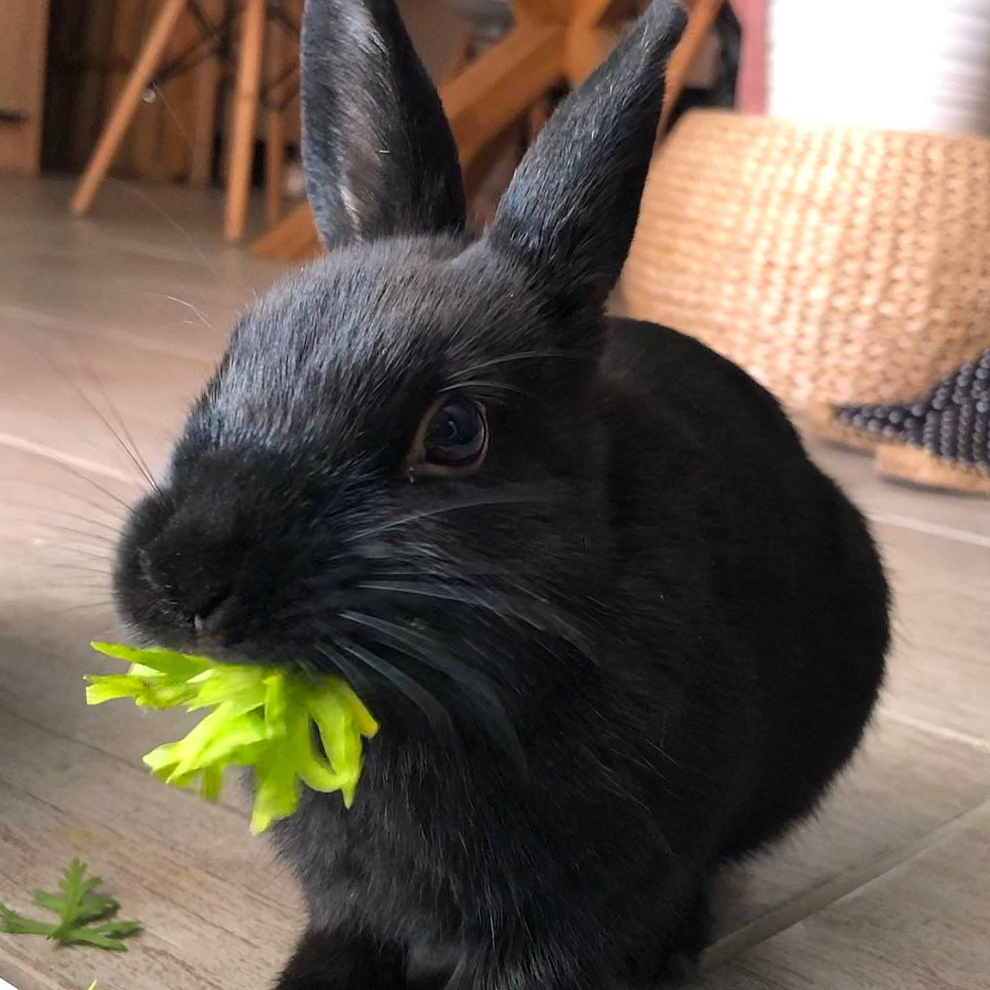 Rhapsody participe au concours pour gagner de l'argent avec cette photo : black, domestic_rabbit, ear, fur, grass, hare, organism, plant, rabbit, rabbits_and_hares, snout, tail, whiskers, wildlife