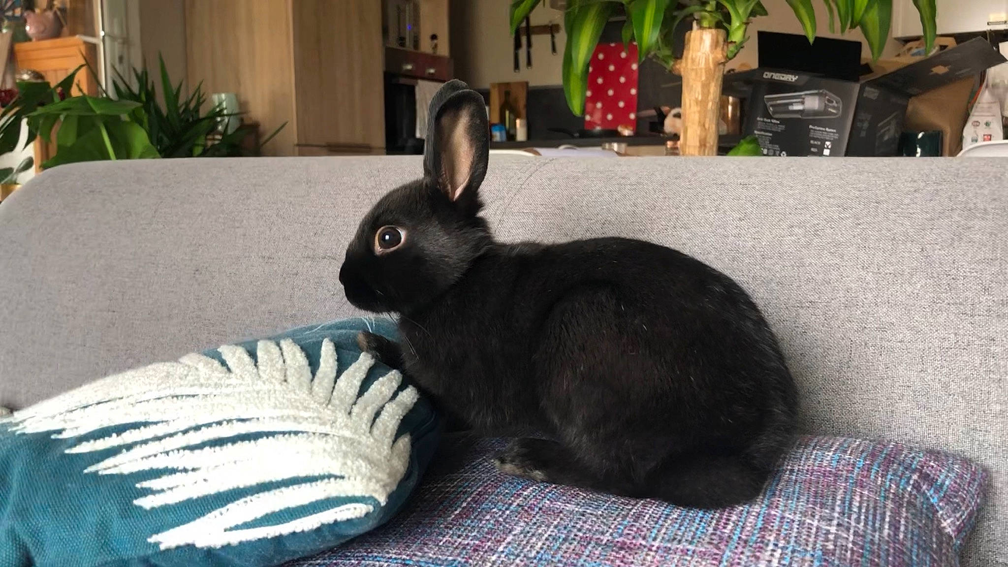 Rhapsody a rejoint le concours — aidez-le/la à gagner de superbes lots ! domestic_rabbit, hare, mammal, rabbit, rabbits_and_hares, whiskers