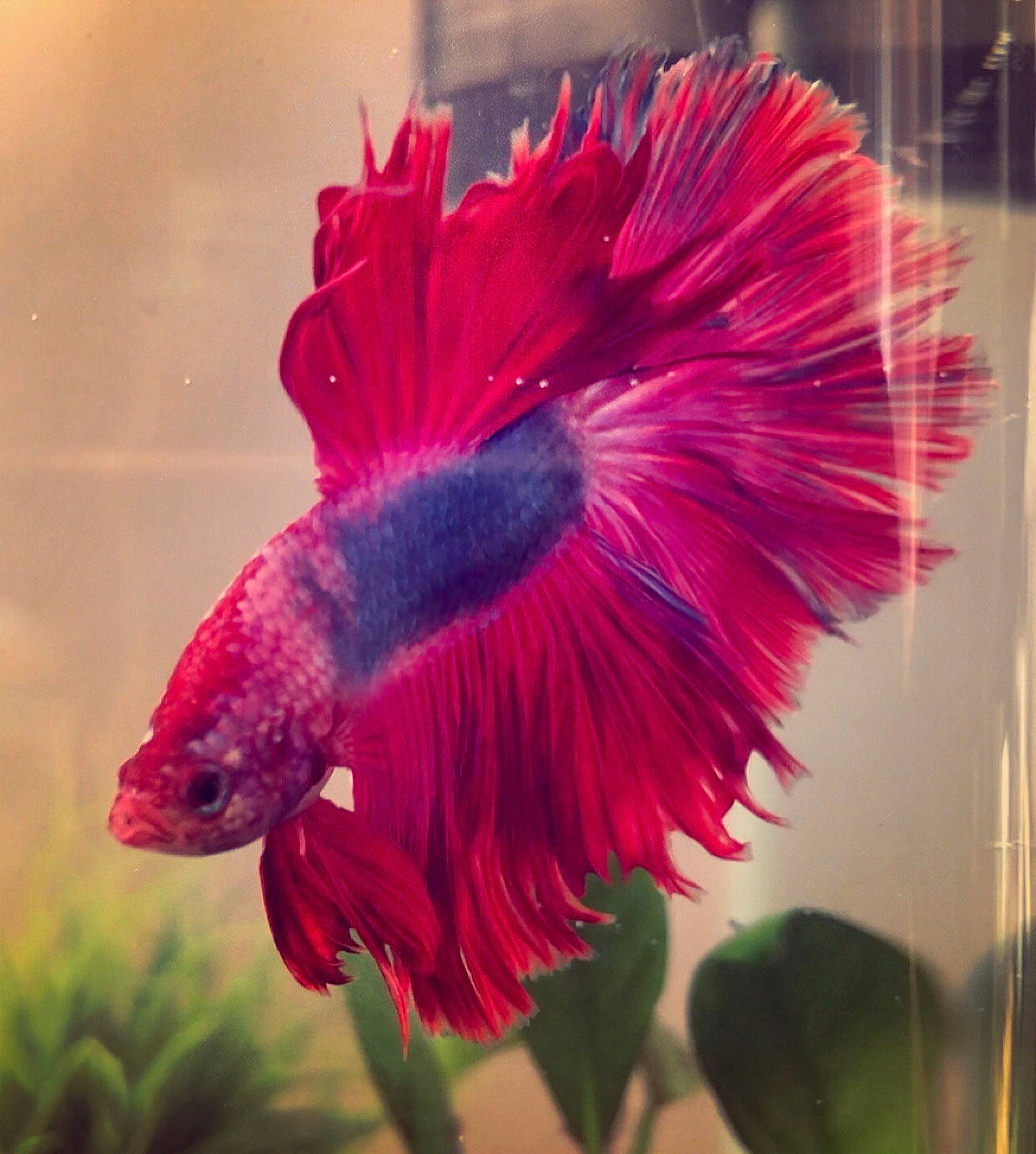 Boudou Le Poète a rejoint le concours — aidez-le/la à gagner de superbes lots ! bird, feather, flower, magenta, organism, petal, pink, plant, red, tail