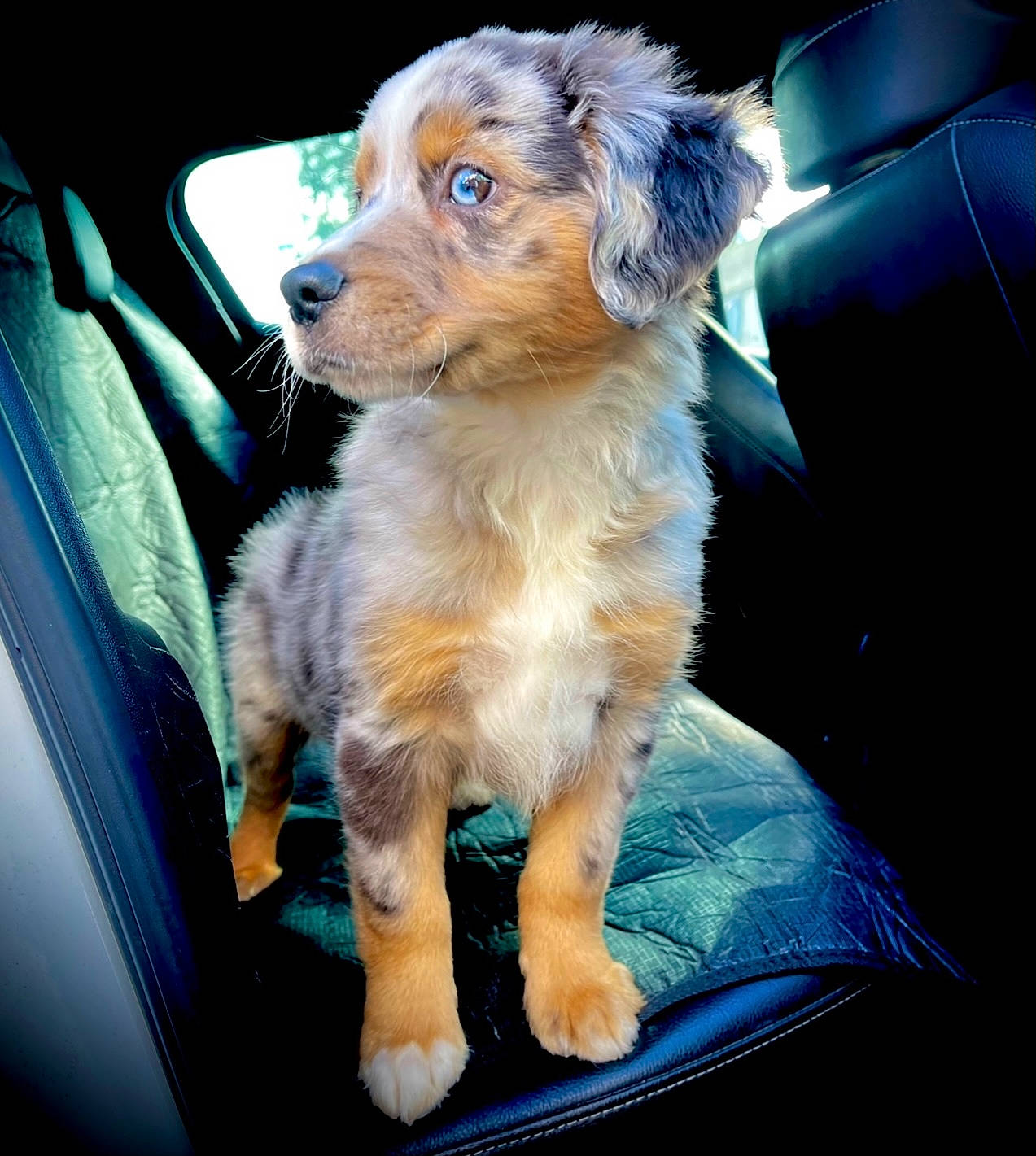 Hiro participe au concours pour gagner de l'argent avec cette photo : canidae, car_seat, car_seat_cover, carnivore, companion_dog, dog, dog_breed, dog_collar, fawn, fur, head_restraint, motor_vehicle, seat_belt, snout, sporting_group, terrier, vehicle, vehicle_door, whiskers, windshield