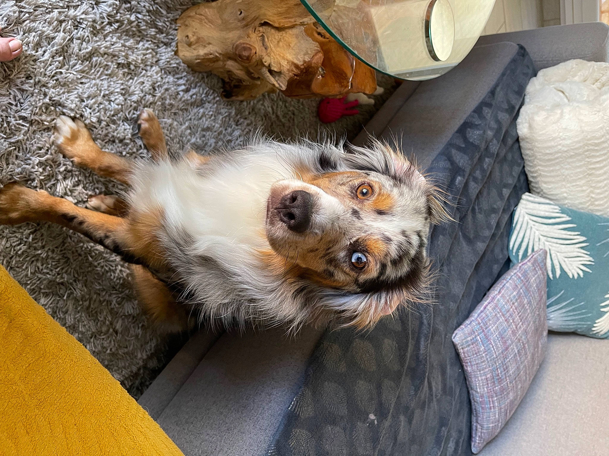 Hiro a rejoint le concours — aidez-le/la à gagner de superbes lots ! canidae, carnivore, collar, comfort, companion_dog, dog, dog_breed, fur, paw, sporting_group, tail, vehicle, whiskers, working_animal, working_dog