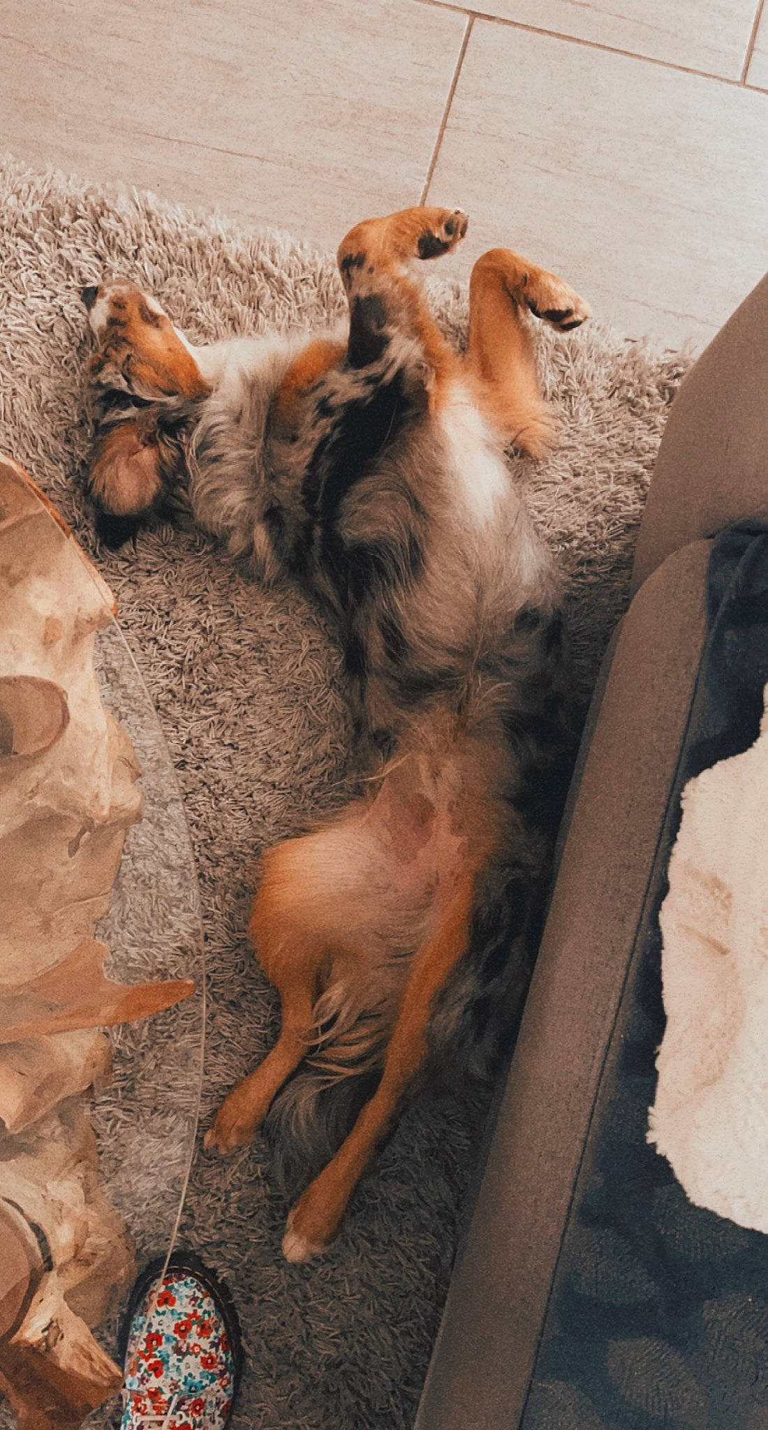 Hiro participe au concours pour gagner de l'argent avec cette photo : art, canidae, companion_dog, dog, dog_breed, fawn, felidae, fur, goat, goats, livestock, paw, small_to_medium_sized_cats, sporting_group, tail, terrestrial_animal, trunk, wildlife, wood, working_animal