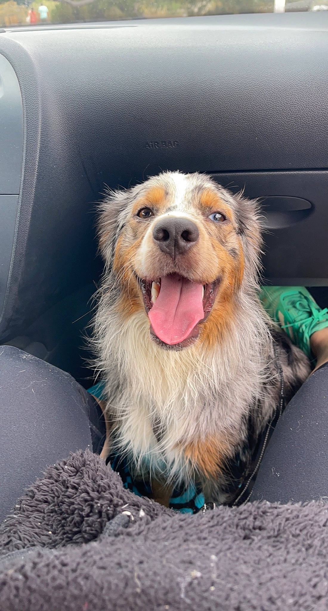 Hiro participe au concours pour gagner de l'argent avec cette photo : canidae, carnivore, collar, comfort, companion_dog, dog, dog_breed, dog_supply, fang, fur, happy, jaw, paw, pet_supply, smile, snout, sporting_group, whiskers, working_dog, yawn