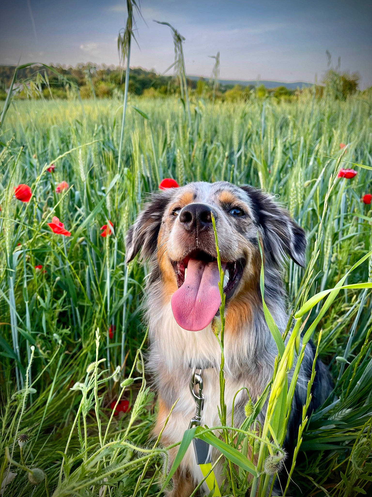 Hiro a rejoint le concours — aidez-le/la à gagner de superbes lots ! carnivore, cloud, companion_dog, dog, dog_breed, fawn, field, flower, grass, grass_family, grassland, happy, meadow, natural_landscape, people_in_nature, plant, prairie, sky, snout, sporting_group