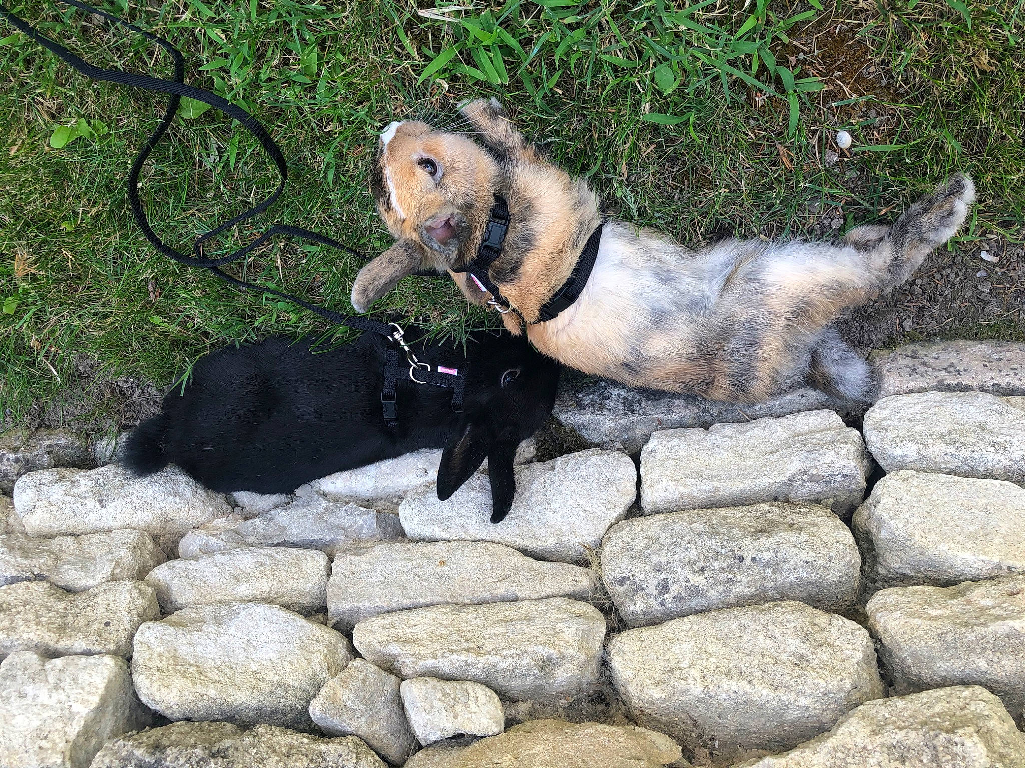 Mushu a rejoint le concours — aidez-le/la à gagner de superbes lots ! canidae, carnivore, dog, dog_breed, fawn, sporting_group